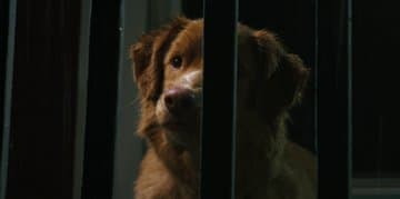 Good Boy: Witnessing a Haunted World on Four Paws